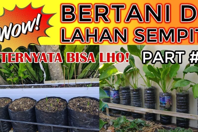 Bertani di Lahan Sempit: Optimalkan Ruang, Maksimalkan Hasil Panen