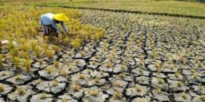 Dampak Perubahan Iklim pada Pertanian: Ancaman Nyata dan Solusi Adaptasi