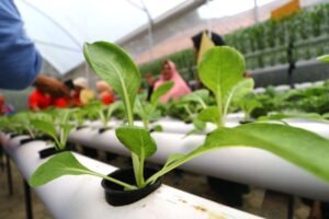 Hidroponik: Solusi Hijau untuk Masa Depan Pertanian yang Berkelanjutan