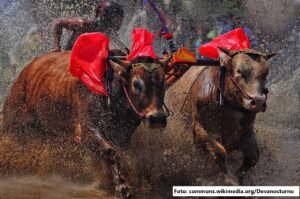 Karapan Sapi: Lebih dari Sekadar Pacuan, Simbol Kehormatan dan Tradisi Madura