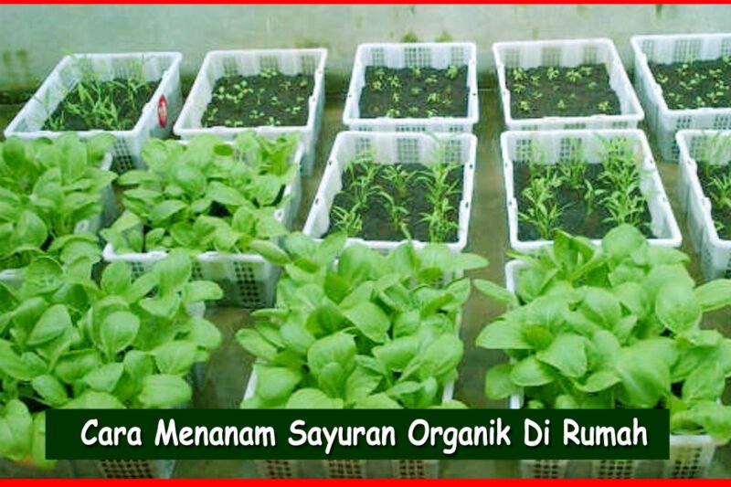 Menanam Sayuran Organik: Panduan Lengkap untuk Kebun Sehat dan Berkelanjutan