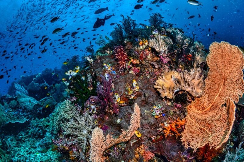 Raja Ampat: Permata Tersembunyi di Ujung Timur Indonesia