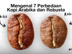 Arabika vs. Robusta: Memahami Perbedaan Utama dalam Dunia Kopi