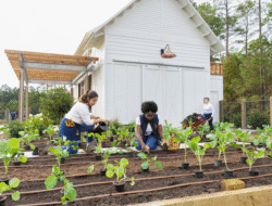 Berkebun: Lebih dari Sekadar Hobi, Peluang Bisnis Menggiurkan di Era Modern