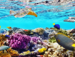 Bunaken, Keindahan Laut Sulawesi yang Tiada Tara